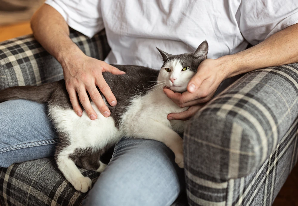 interactive pet camera